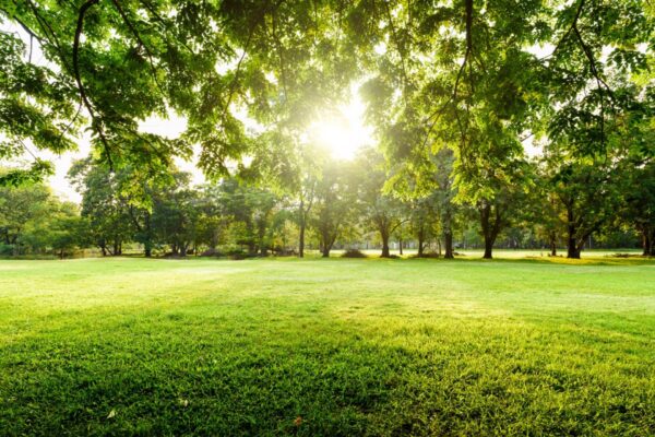 Pavimentazioni drenanti carrabili